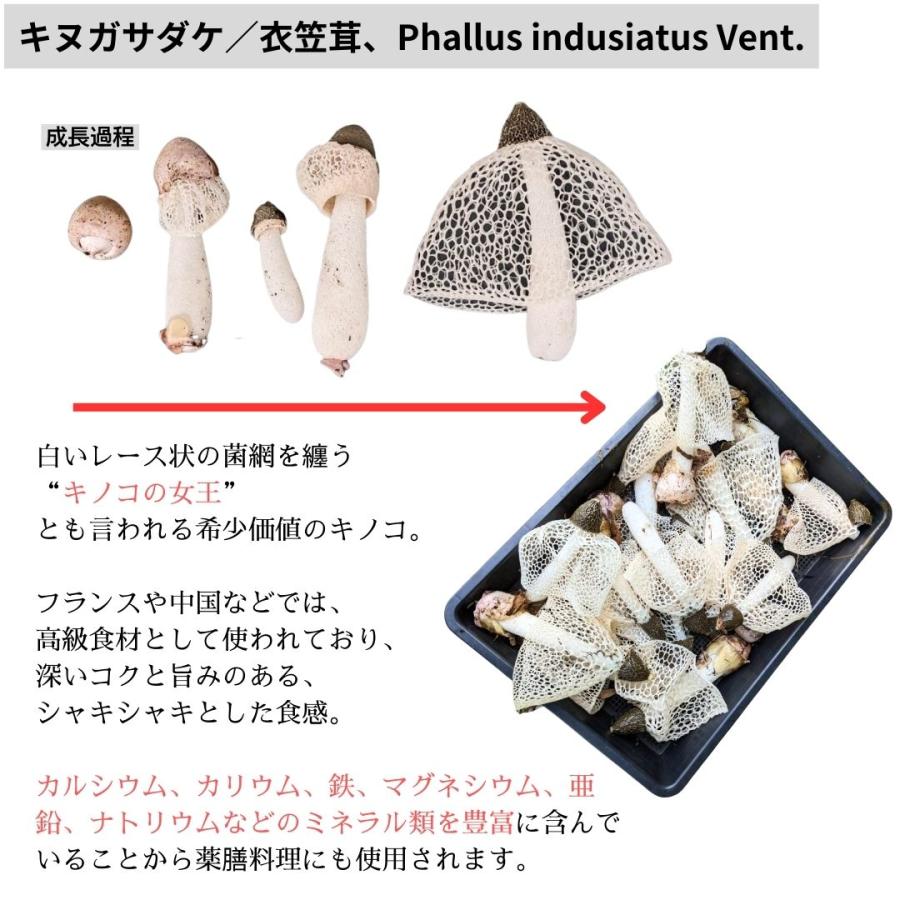 天然 乾燥 キヌガサダケ（衣笠茸）10g 高級食材 キノコ 薬膳 中国