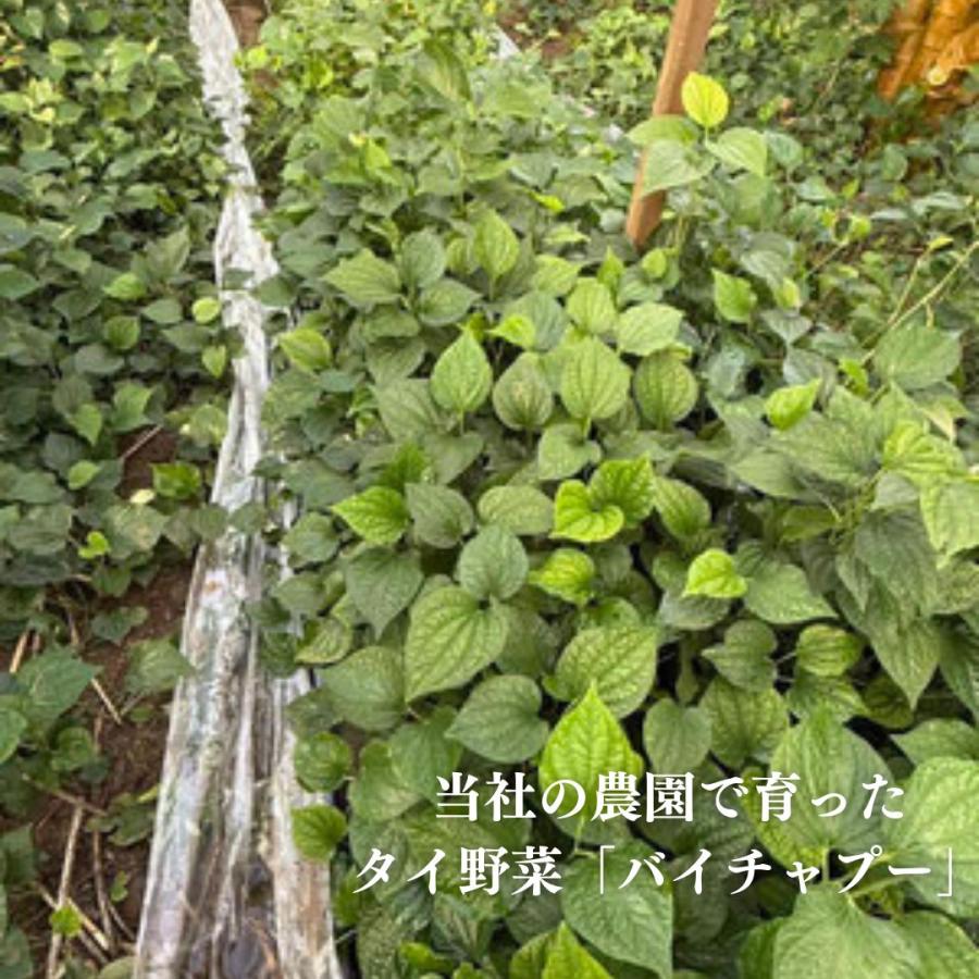 冷凍】バイチャプー 80g ハイゴショウ タイ野菜 葉っぱ エスニック