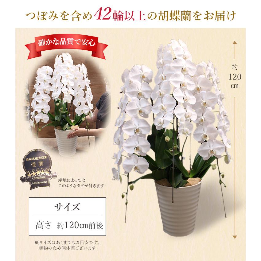 11時までのご注文で当日出荷】胡蝶蘭 白3本立 42輪以上(つぼみ含む