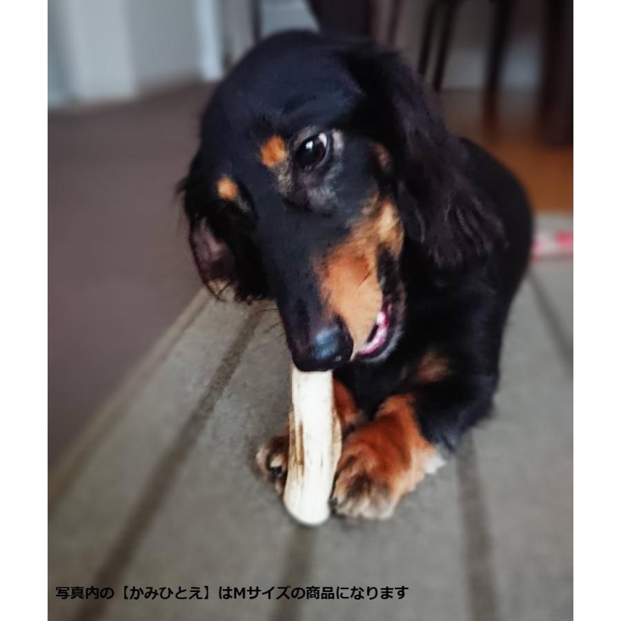 鹿の角　犬用　半割り２本　１４cm前後　かみひとえ　ペット　北海道　エゾ鹿　玩具　角　ギフト　プレゼント　デンタルケア　小型犬　中型犬　大型犬 |  | 09