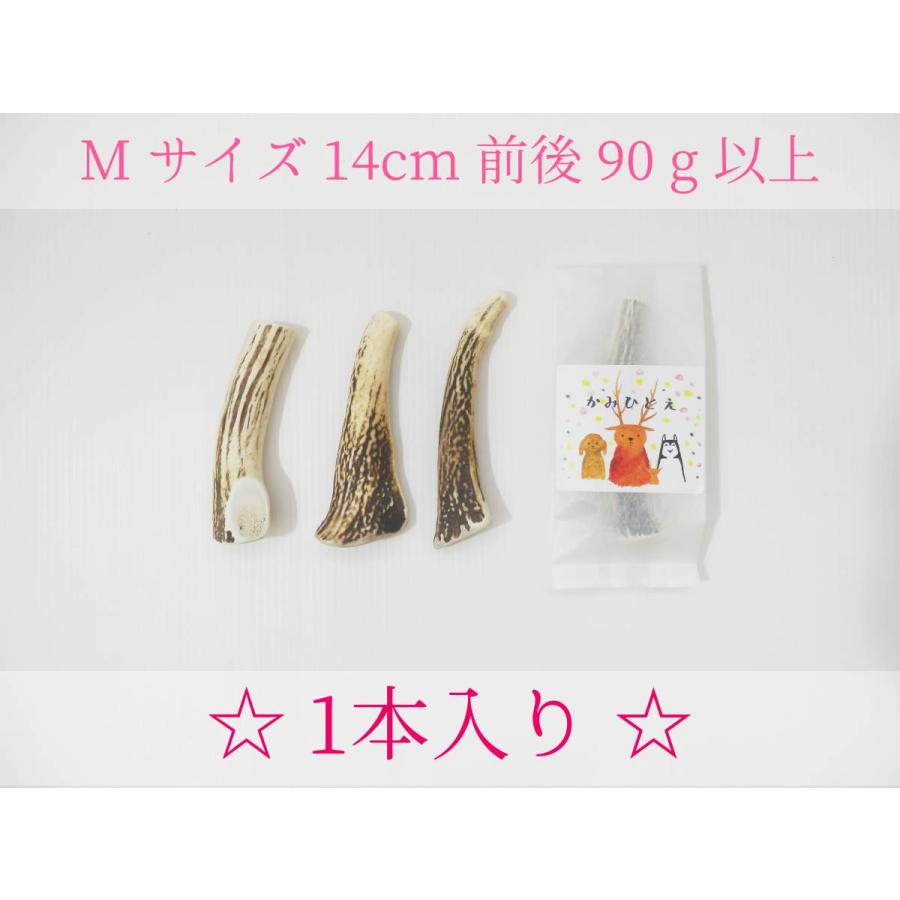 鹿の角　犬用　Mサイズ　１４cm前後　９０g以上　かみひとえ　ペット　北海道　エゾ鹿　玩具　角　ギフト　プレゼント　デンタルケア　中型犬｜bondex｜04