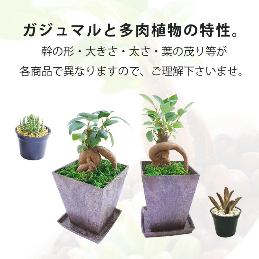 送料無料 当日発送可能 ガジュマルおしゃれな和風デザイン がじゅまる 盆栽 苔 コケ 和風 観葉植物 観葉植物おしゃれ 多幸の木 健康 花言葉 室内用 誕生日用