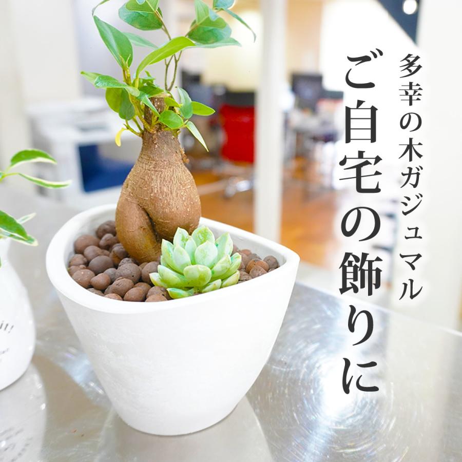 ガジュマルの木と多肉植物 がじゅまる 人参がじゅまる 観葉植物ミニ 観葉植物おしゃれ 室内用 多幸の木 誕生日用 花言葉 健康 カルチャーボール Plant01 Bonds Online Shop 通販 Yahoo ショッピング