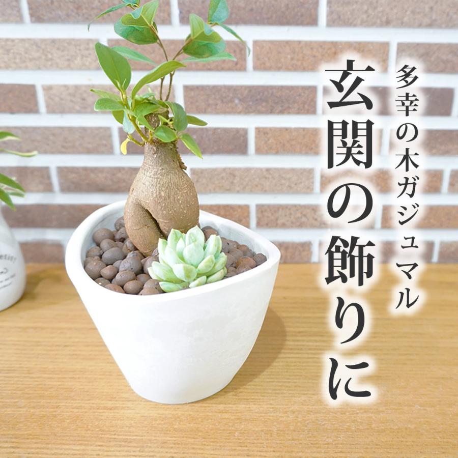 ガジュマルの木と多肉植物 がじゅまる 人参がじゅまる 観葉植物ミニ 観葉植物おしゃれ 室内用 多幸の木 誕生日用 花言葉 健康 カルチャーボール Plant01 Bonds Online Shop 通販 Yahoo ショッピング