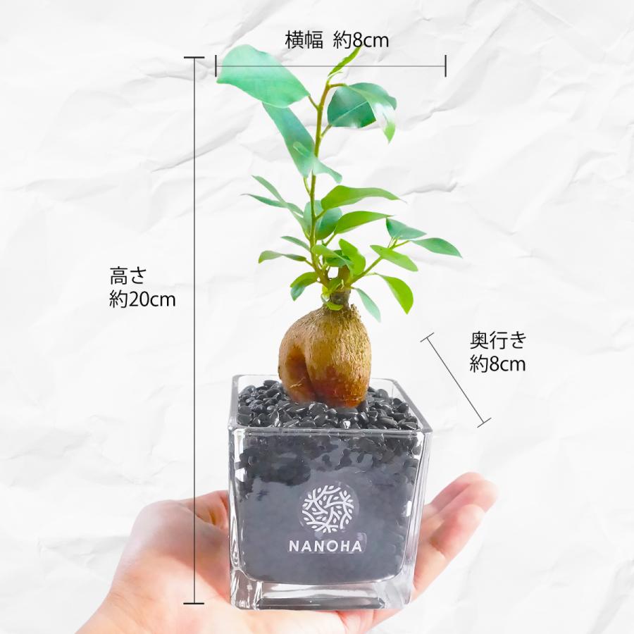 春の新作シューズ満載 ガジュマル 黒砂利 土をつかっておらず衛生的 観葉植物 おしゃれ 本物 インテリア がじゅまる 多幸の木 ハイドロカルチャー 水栽培 Aynaelda Com