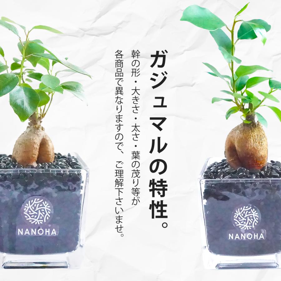 春の新作シューズ満載 ガジュマル 黒砂利 土をつかっておらず衛生的 観葉植物 おしゃれ 本物 インテリア がじゅまる 多幸の木 ハイドロカルチャー 水栽培 Aynaelda Com