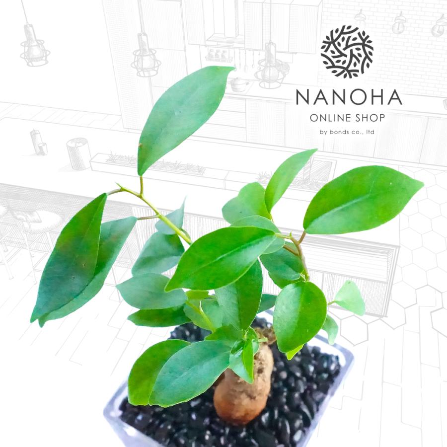 春の新作シューズ満載 ガジュマル 黒砂利 土をつかっておらず衛生的 観葉植物 おしゃれ 本物 インテリア がじゅまる 多幸の木 ハイドロカルチャー 水栽培 Aynaelda Com