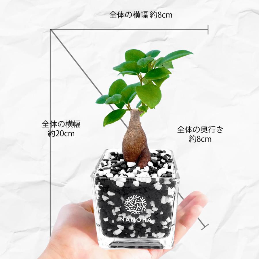 あ*ん様 元祖⬛︎ 白玉 ガジュマル ⬛︎挿し木用 ガジュマル 黒砂利 白玉ブレンド 土をつかっておらず衛生的 多幸