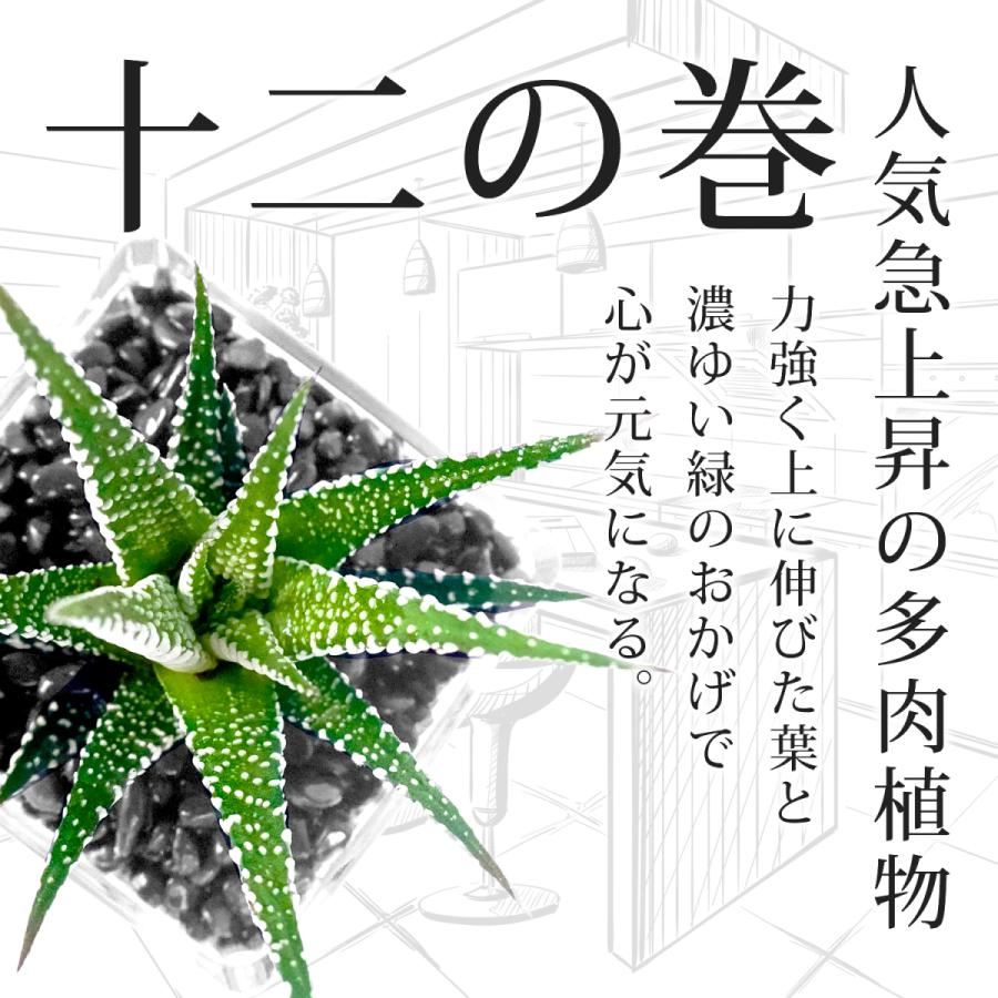 多肉植物 十二の巻 黒砂利 土を使わず衛生的 清潔感 観葉植物 NANOHA