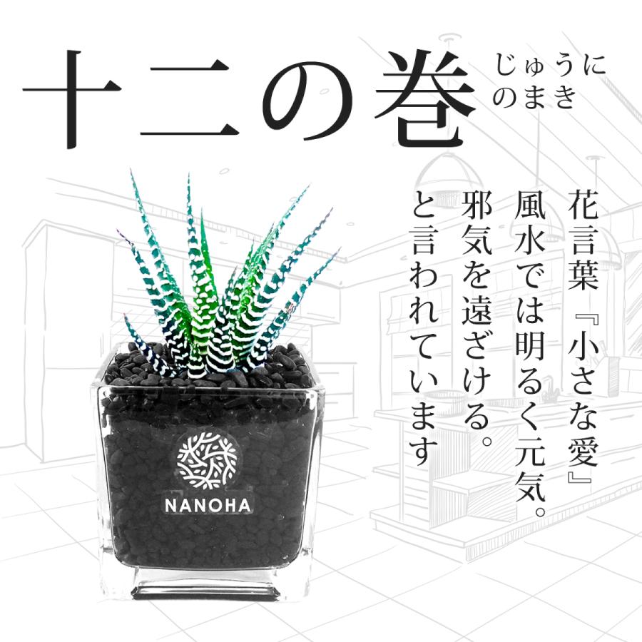 多肉植物 十二の巻 黒砂利 土を使わず衛生的 清潔感 観葉植物 Nanoha たにく植物 ハオルチア サボテン ハイドロカルチャー おしゃれ インテリア 本物 玄関 風水 Plant09 Bonds Online Shop 通販 Yahoo ショッピング