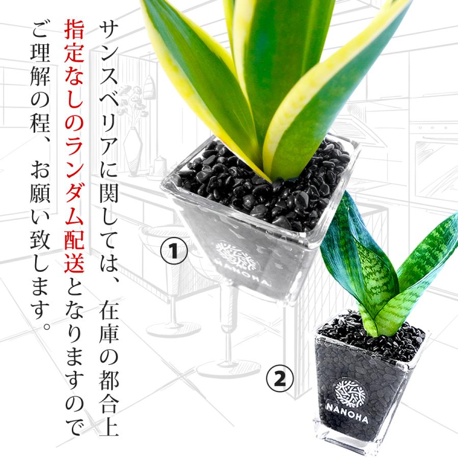 パキラ サンスベリア 2点セット 直営ストア 黒砂利 土をつかっておらず衛生的 観葉植物 おしゃれ ハイドロカルチャー 本物 がじゅまる インテリア