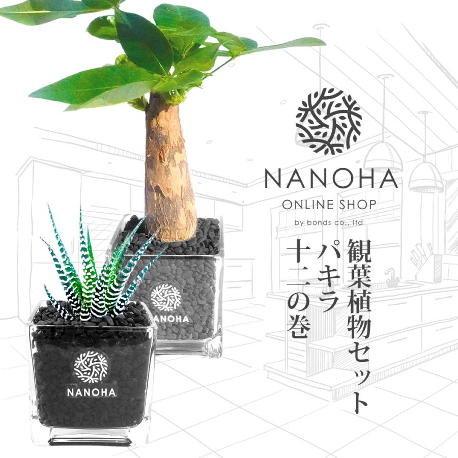 パキラ 十二の巻 多肉植物 2点セット 黒砂利 土をつかっておらず衛生的 観葉植物 おしゃれ 本物 インテリア がじゅまる ハイドロカルチャー Plant13 Bonds Online Shop 通販 Yahoo ショッピング