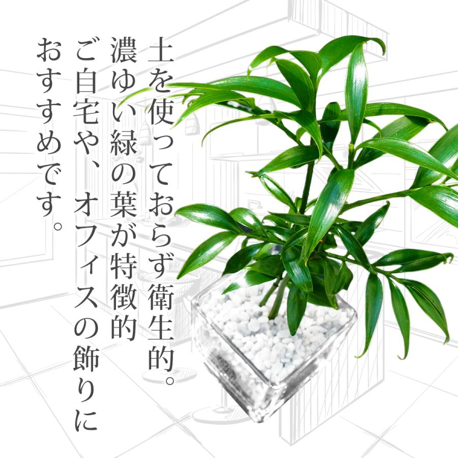 ナギ 梛 大理石 土を使用せず衛生的な観葉植物 本物 室内用 インテリア 高級感 清潔感 水栽培 小さいミニサイズ Nanoha Plant17 Bonds Online Shop 通販 Yahoo ショッピング