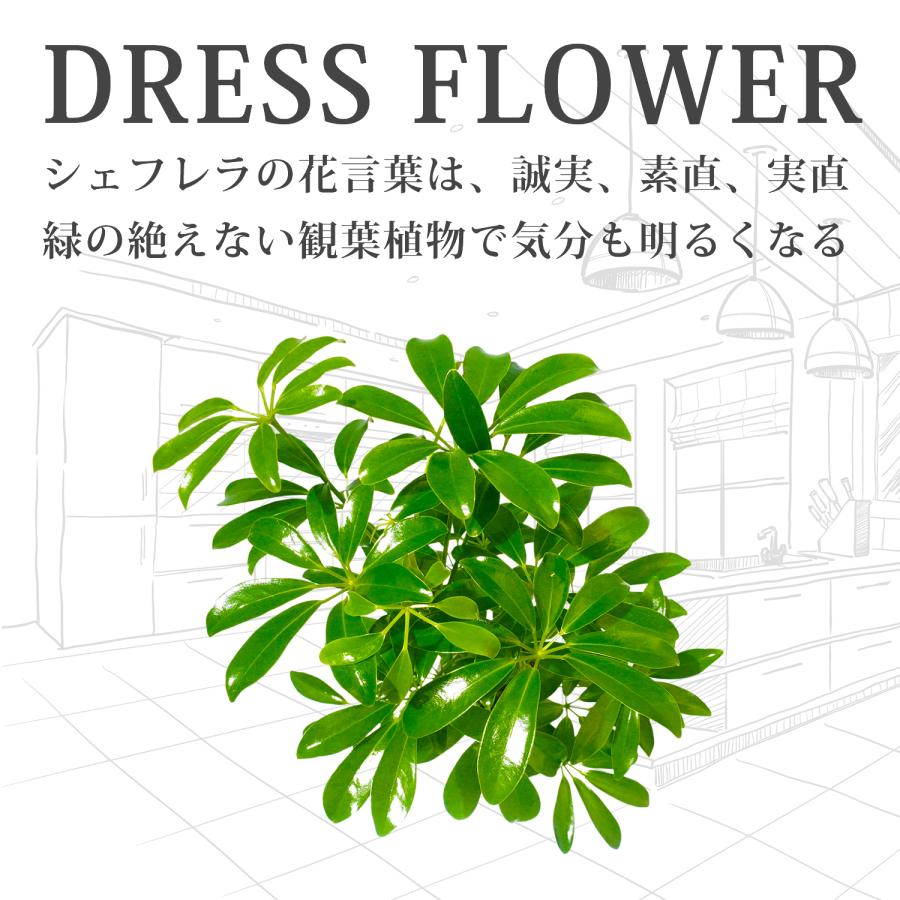 シェフレラ カポック 黒砂利 土を使っておらず衛生的 観葉植物 おしゃれ 清潔感 本物 ミニ インテリア 花言葉 誠実 素直 Plant31 Bonds Online Shop 通販 Yahoo ショッピング