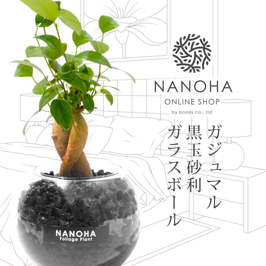 ガジュマル 黒砂利 ガラスボール 土を使わず衛生的 観葉植物 本物 ミニ がじゅまる 多幸の木 ハイドロカルチャー お洒落 清潔感 Plant32 Bonds Online Shop 通販 Yahoo ショッピング