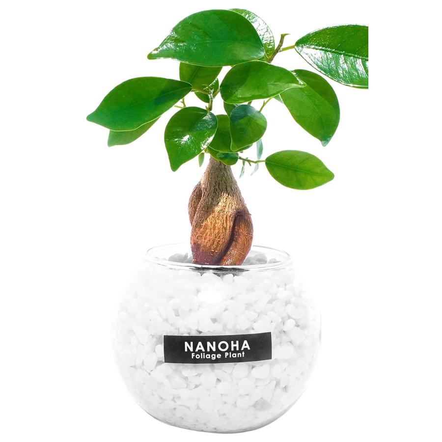 観葉植物 ガジュマル 白砂利 ガラスボール 土を使わず衛生的 観葉植物 ガジュマル 白砂利 ガラスボール 土を使わず衛生的