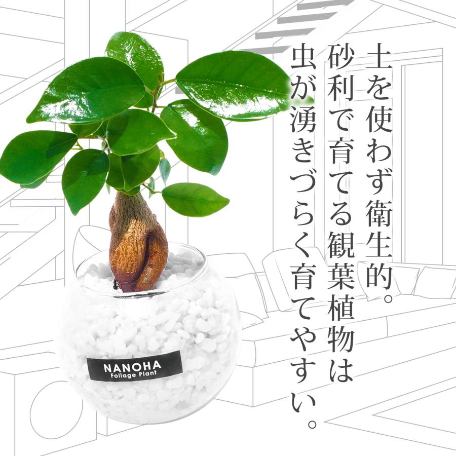 観葉植物 ガジュマル 白砂利 ガラスボール 土を使わず衛生的 観葉植物 ガジュマル 白砂利 ガラスボール 土を使わず衛生的