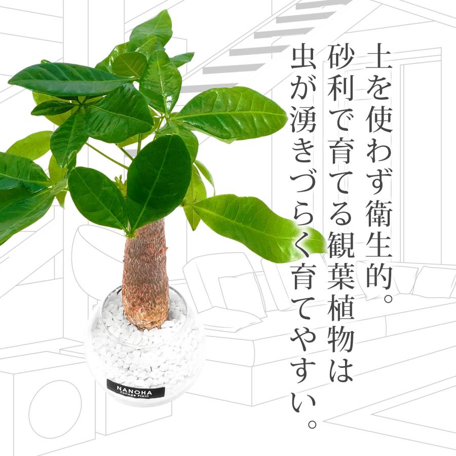 パキラ 白砂利 ガラスボール 丸い容器 土を使わない観葉植物 本物 ミニ おしゃれ 清潔感 インテリア 水栽培 ハイドロカルチャー Nanoha Plant34 Bonds Online Shop 通販 Yahoo ショッピング