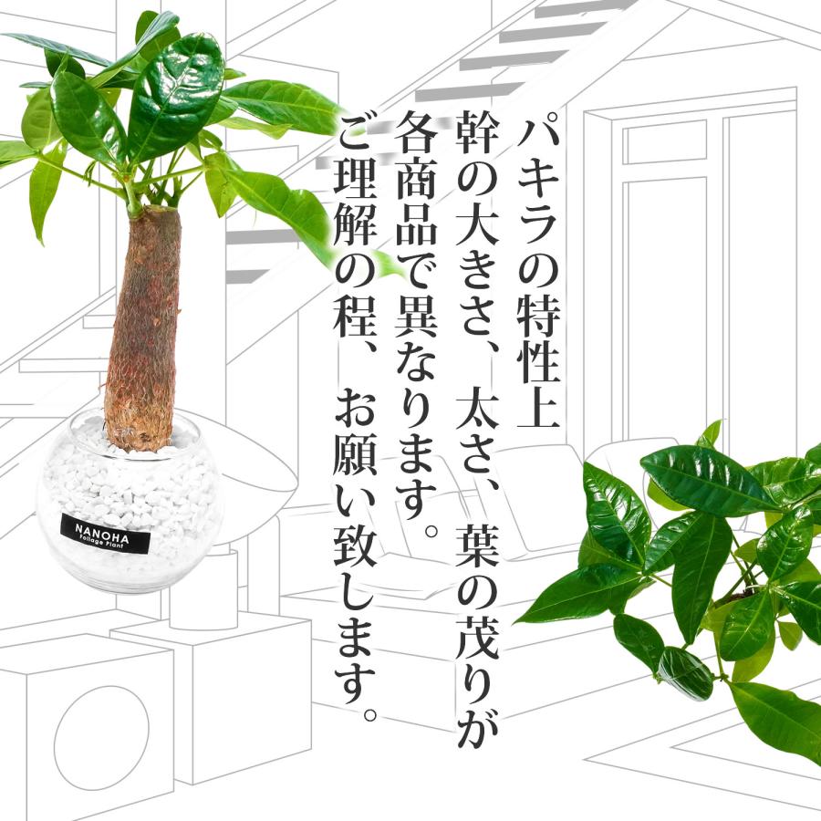 パキラ 白砂利 ガラスボール 丸い容器 土を使わない観葉植物 本物 ミニ