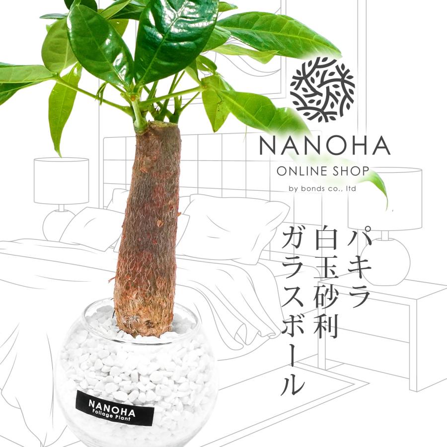 パキラ 白砂利 ガラスボール 丸い容器 土を使わない観葉植物 本物 ミニ