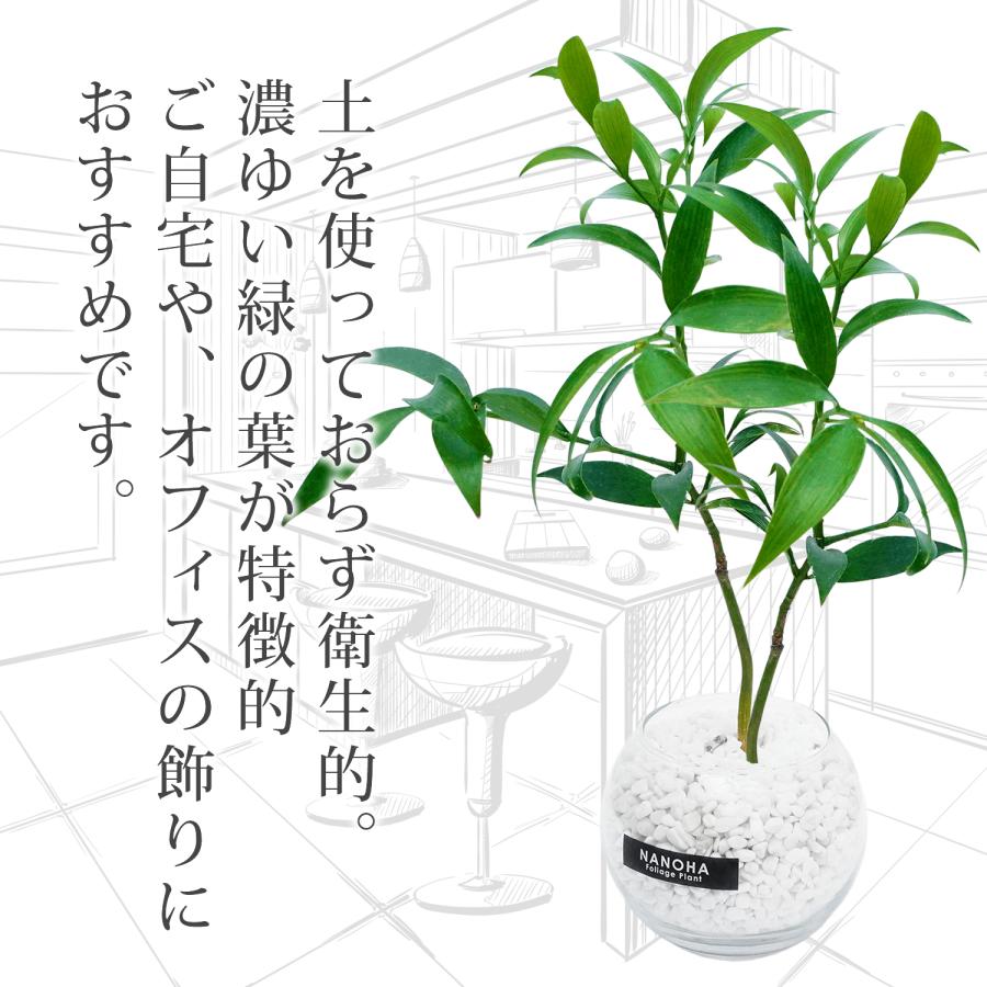 ナギの木 梛 白砂利 ガラスボール 丸い容器 土を使わない観葉植物 本物 ミニ おしゃれ 清潔感 インテリア 水栽培 ハイドロカルチャー Nanoha Plant36 Bonds Online Shop 通販 Yahoo ショッピング