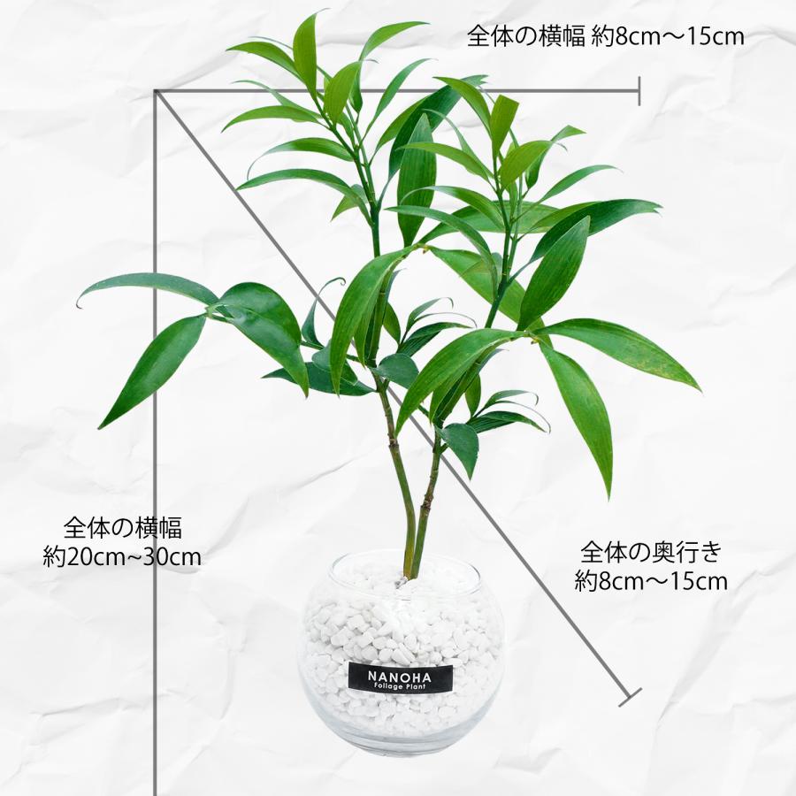 ナギの木 梛 白砂利 ガラスボール 丸い容器 土を使わない観葉植物 本物 ミニ おしゃれ 清潔感 インテリア 水栽培 ハイドロカルチャー Nanoha Plant36 Bonds Online Shop 通販 Yahoo ショッピング
