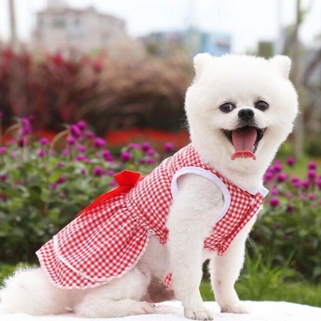 犬 ハンガー 犬 服 小型犬用 女の子 エメリール ペット服 お出かけ キャミソール タンクトップ かわいい ペットウェア お散歩 ワンピース ペット用スカート おし｜bongsup｜09