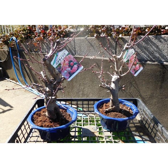 花物盆栽 花カイドウ Hana0097 Bonsai Store Ito 通販 Yahoo ショッピング