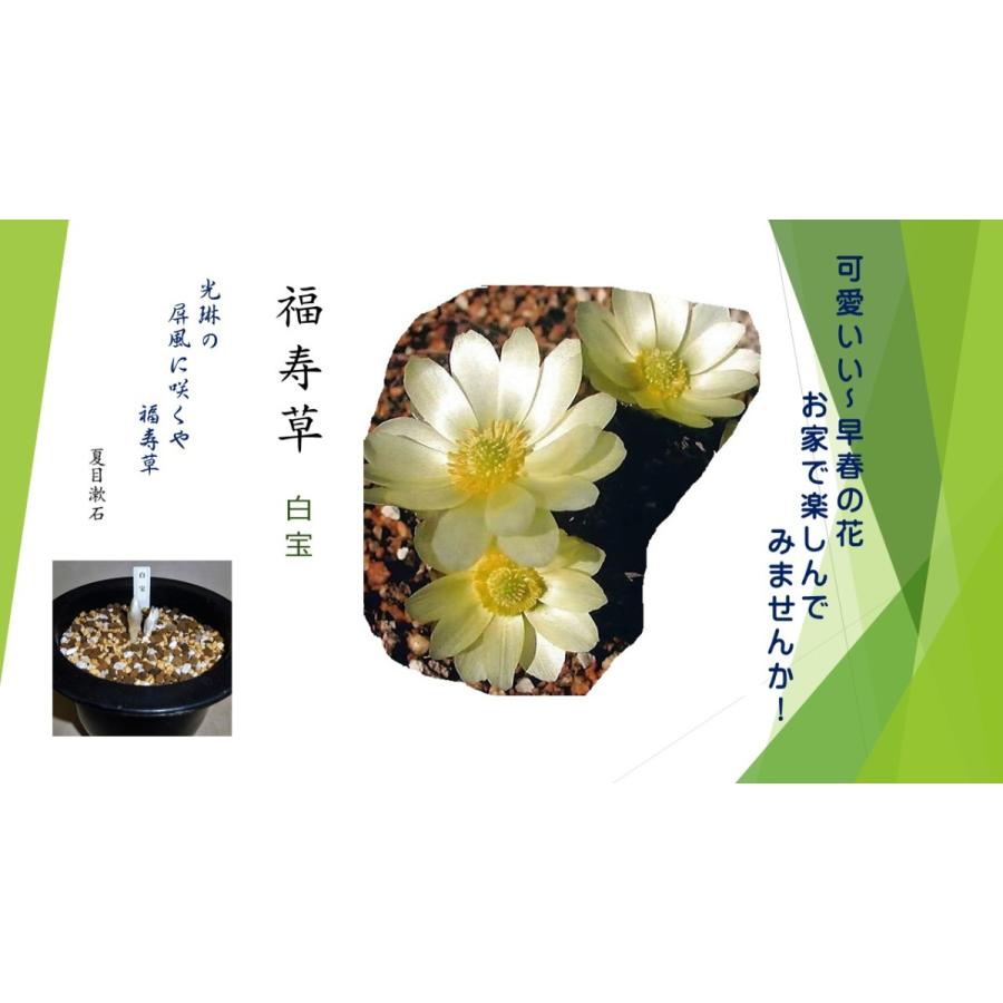 入荷しました 福寿草 白宝 2芽入り Hana0119 Bonsai Store Ito 通販 Yahoo ショッピング