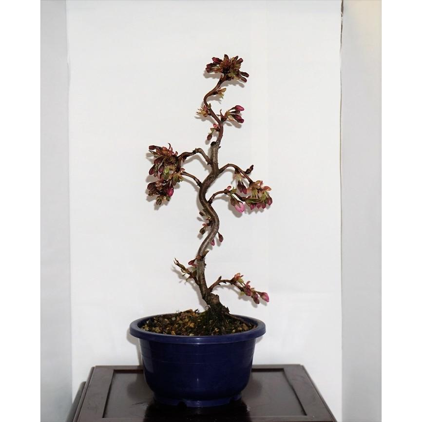 超激得sale 花物盆栽 桜 旭山