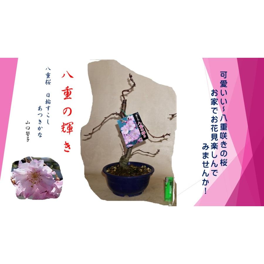 記念日 花物盆栽 桜 八重の輝き
