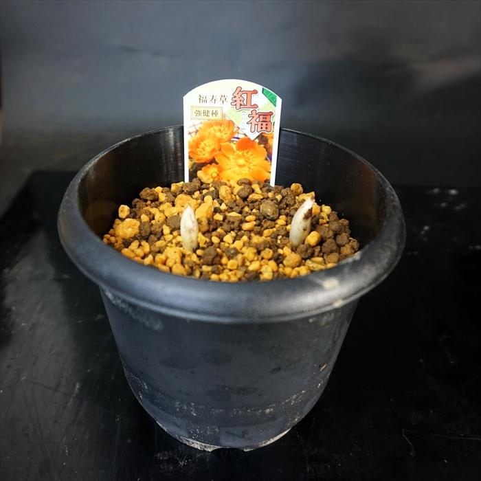 福寿草》 紅福 2芽入り : Bonsai Store Ito - 通販 - Yahoo!ショッピング