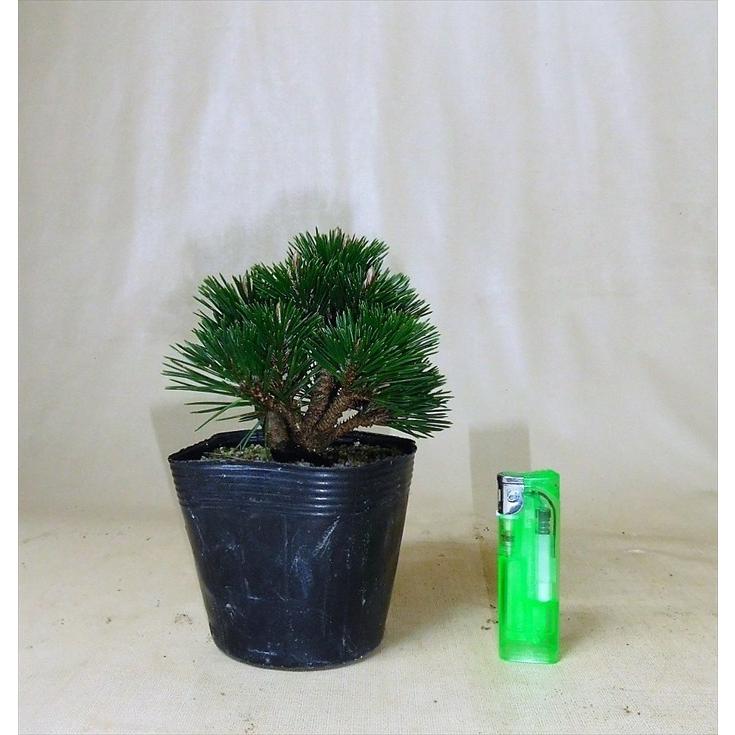 盆栽 五葉松 黒松 【小品盆栽】 八房黒松≪千寿丸≫ : Bonsai 盆栽 五葉松 黒松 【小品盆栽】 八房黒松≪千寿丸≫ : Bonsai