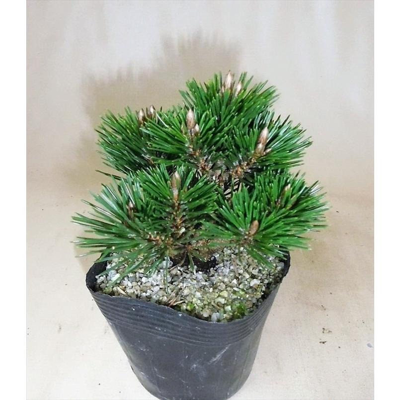 盆栽 五葉松 黒松 【小品盆栽】 八房黒松≪千寿丸≫ : Bonsai 盆栽 五葉松 黒松 【小品盆栽】 八房黒松≪千寿丸≫ : Bonsai