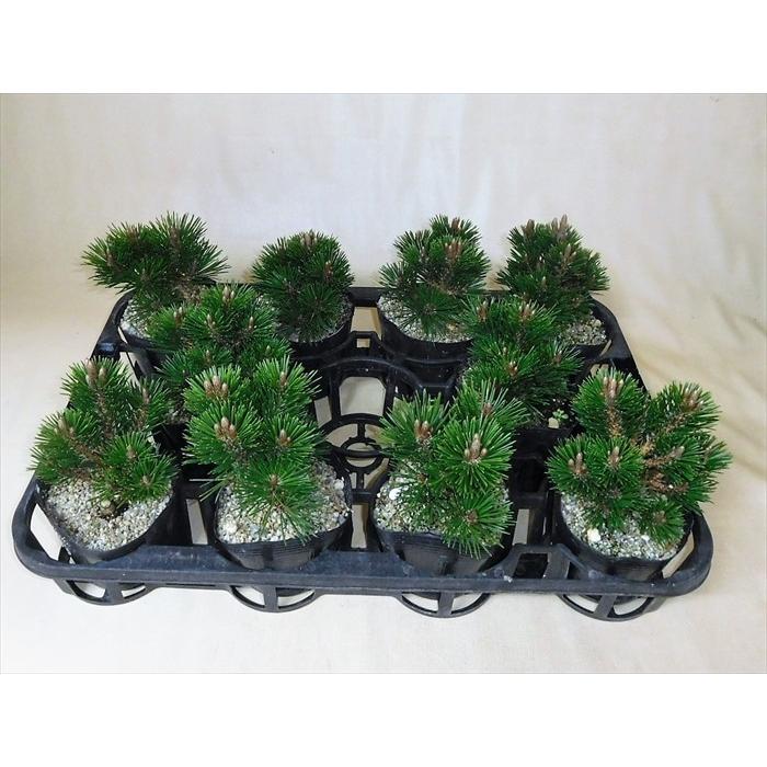 盆栽 五葉松 黒松 【小品盆栽】 八房黒松≪千寿丸≫ : Bonsai 盆栽 五葉松 黒松 【小品盆栽】 八房黒松≪千寿丸≫ : Bonsai