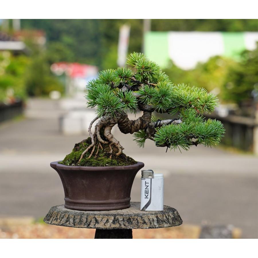 高質で安価 盆栽 五葉松 小品盆栽 五葉松 5 Sb0095 Bonsai Store Ito 通販 Yahoo ショッピング アウトレット送料無料 Puddlesandsun Co Uk