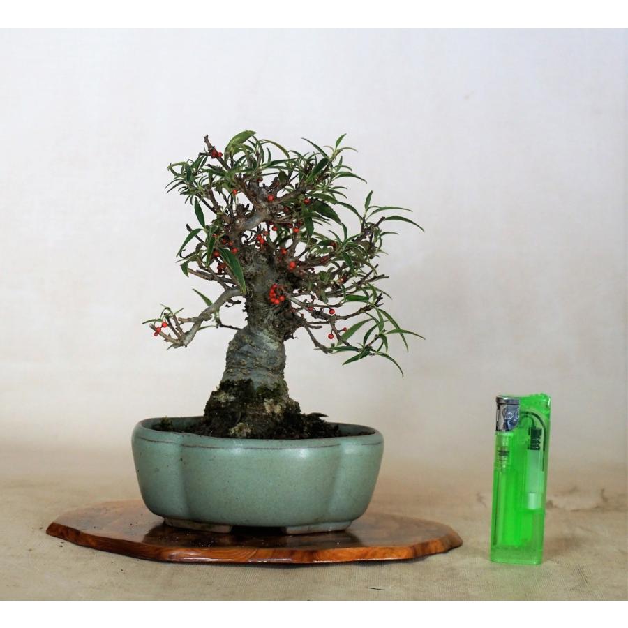 盆栽　雑木　実物　【小品盆栽】　小姓梅　(1) 盆栽　雑木　実物　 小品盆栽