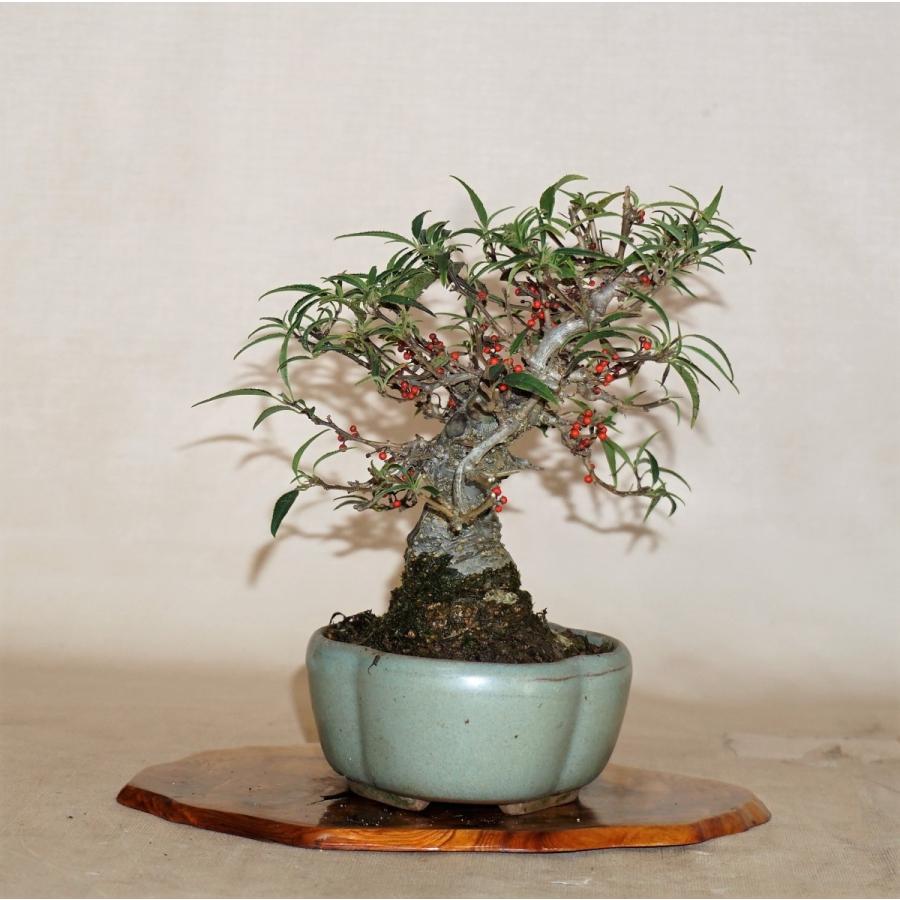 盆栽　雑木　実物　【小品盆栽】　小姓梅　(1) 盆栽　雑木　実物　 小品盆栽