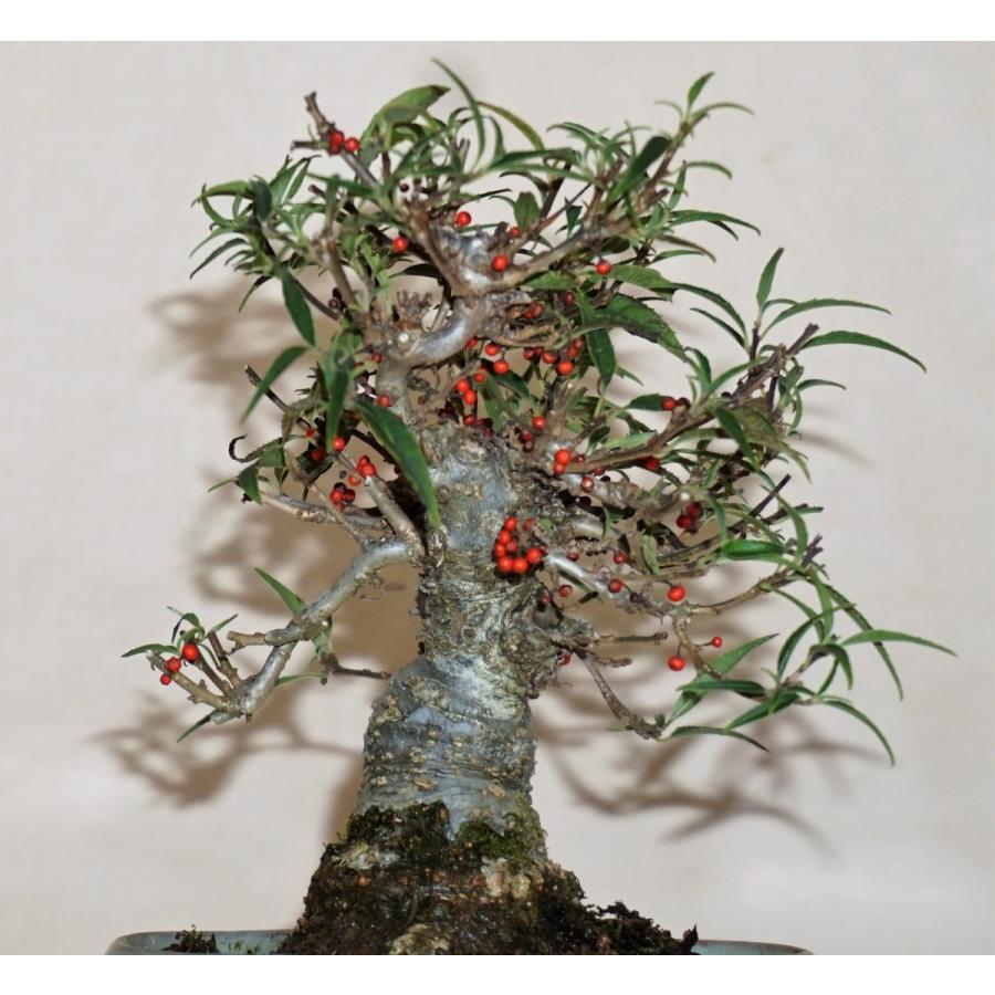 盆栽　雑木　実物　【小品盆栽】　小姓梅　(1) 盆栽　雑木　実物　 小品盆栽