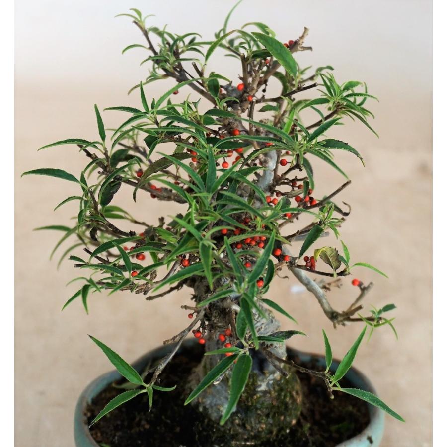 盆栽　雑木　実物　【小品盆栽】　小姓梅　(1) 盆栽　雑木　実物　 小品盆栽