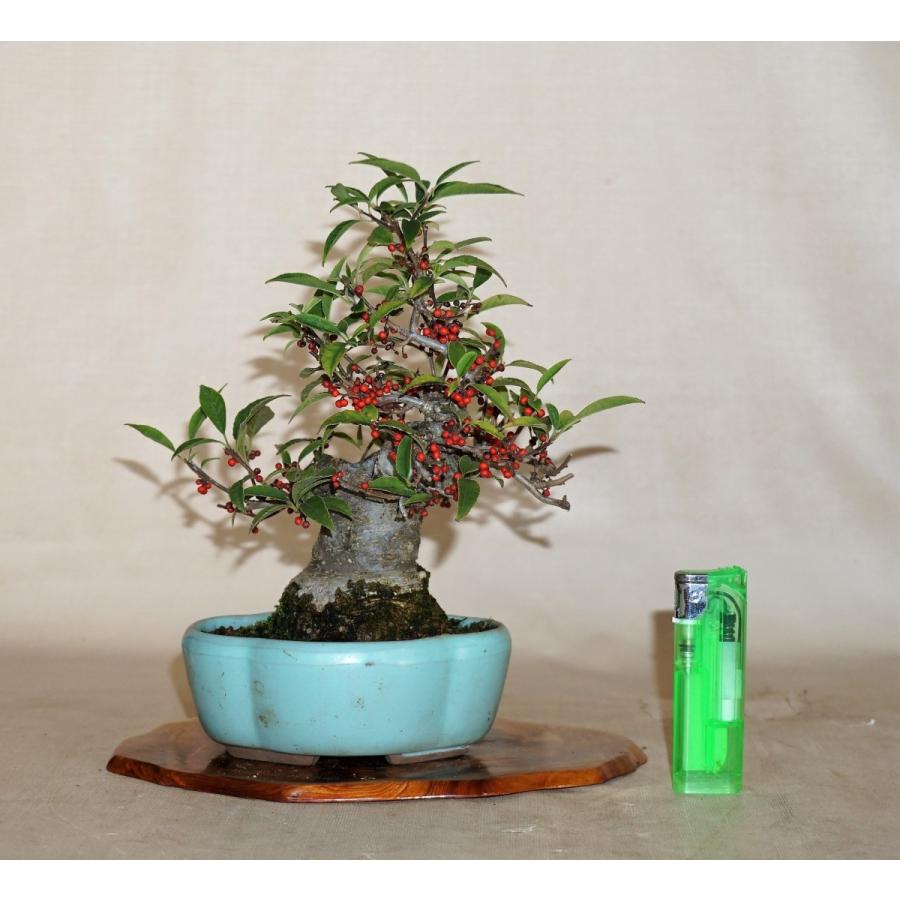 盆栽　雑木　実物　【小品盆栽】　小姓梅　(2) 盆栽　雑木　実物　 小品盆栽