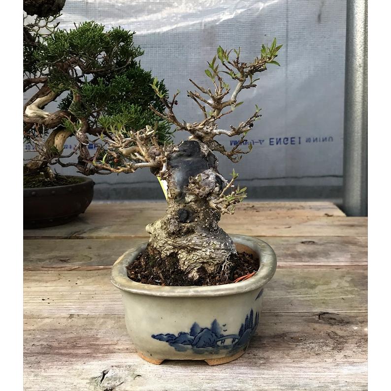 盆栽　雑木　実物　【小品盆栽】　小姓梅　(2) 盆栽　雑木　実物　 小品盆栽