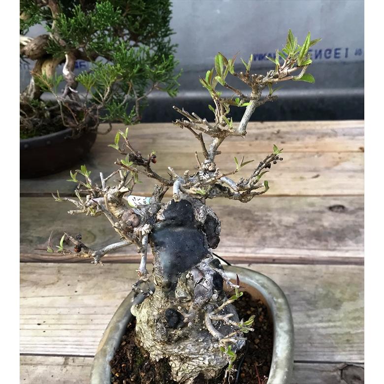 盆栽　雑木　実物　【小品盆栽】　小姓梅　(2) 盆栽　雑木　実物　 小品盆栽