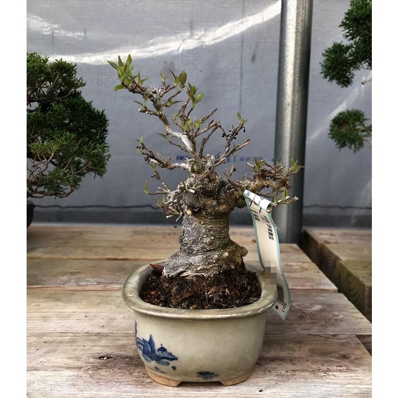 盆栽　雑木　実物　【小品盆栽】　小姓梅　(2) 盆栽　雑木　実物　 小品盆栽
