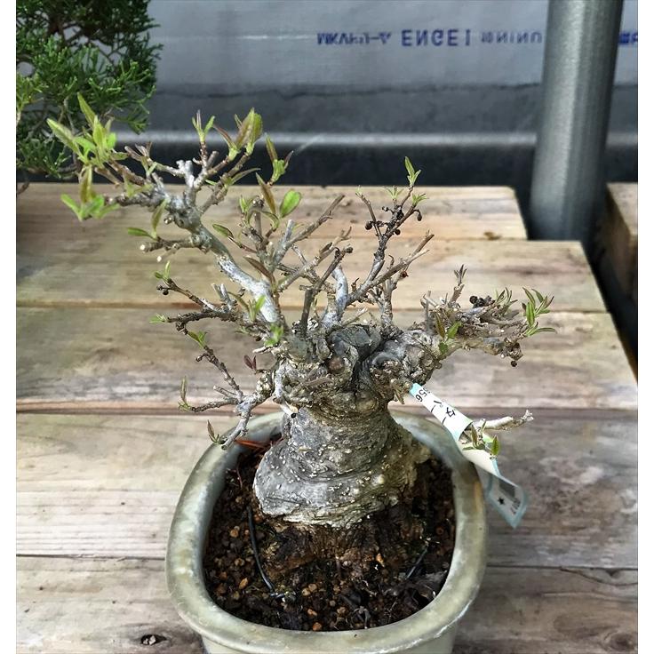 盆栽　雑木　実物　【小品盆栽】　小姓梅　(2) 盆栽　雑木　実物　 小品盆栽