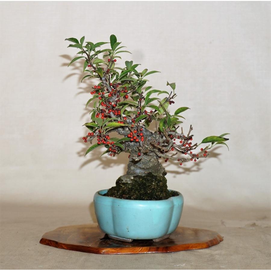 盆栽　雑木　実物　【小品盆栽】　小姓梅　(2) 盆栽　雑木　実物　 小品盆栽