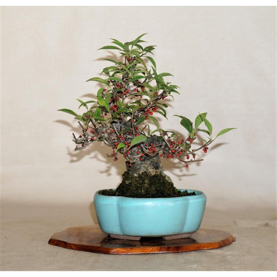 盆栽　雑木　実物　【小品盆栽】　小姓梅　(2) 盆栽　雑木　実物　 小品盆栽