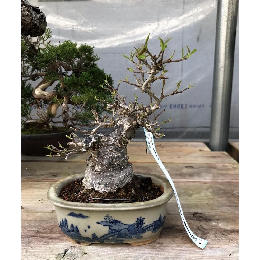 盆栽　雑木　実物　【小品盆栽】　小姓梅　(2) 盆栽　雑木　実物　 小品盆栽
