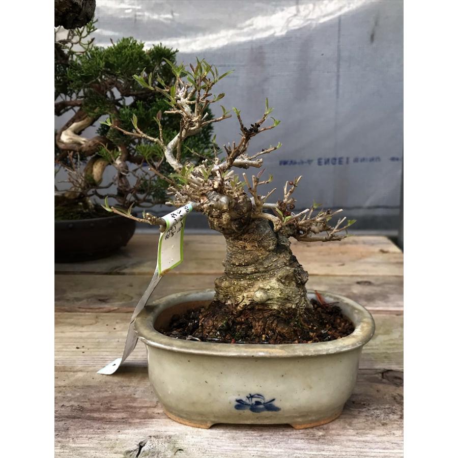 盆栽　雑木　実物　【小品盆栽】　小姓梅　(2) 盆栽　雑木　実物　 小品盆栽