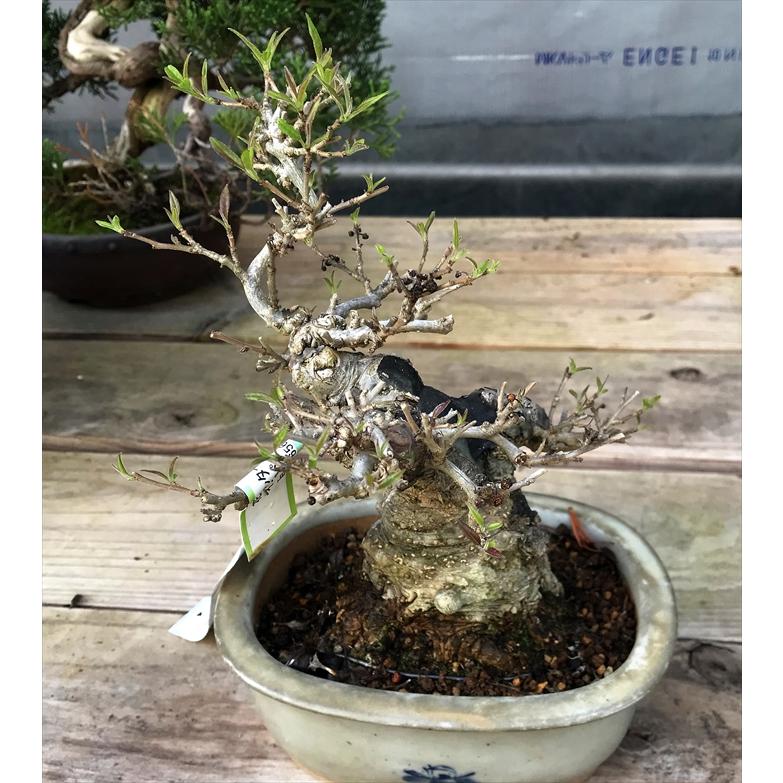 盆栽　雑木　実物　【小品盆栽】　小姓梅　(2) 盆栽　雑木　実物　 小品盆栽